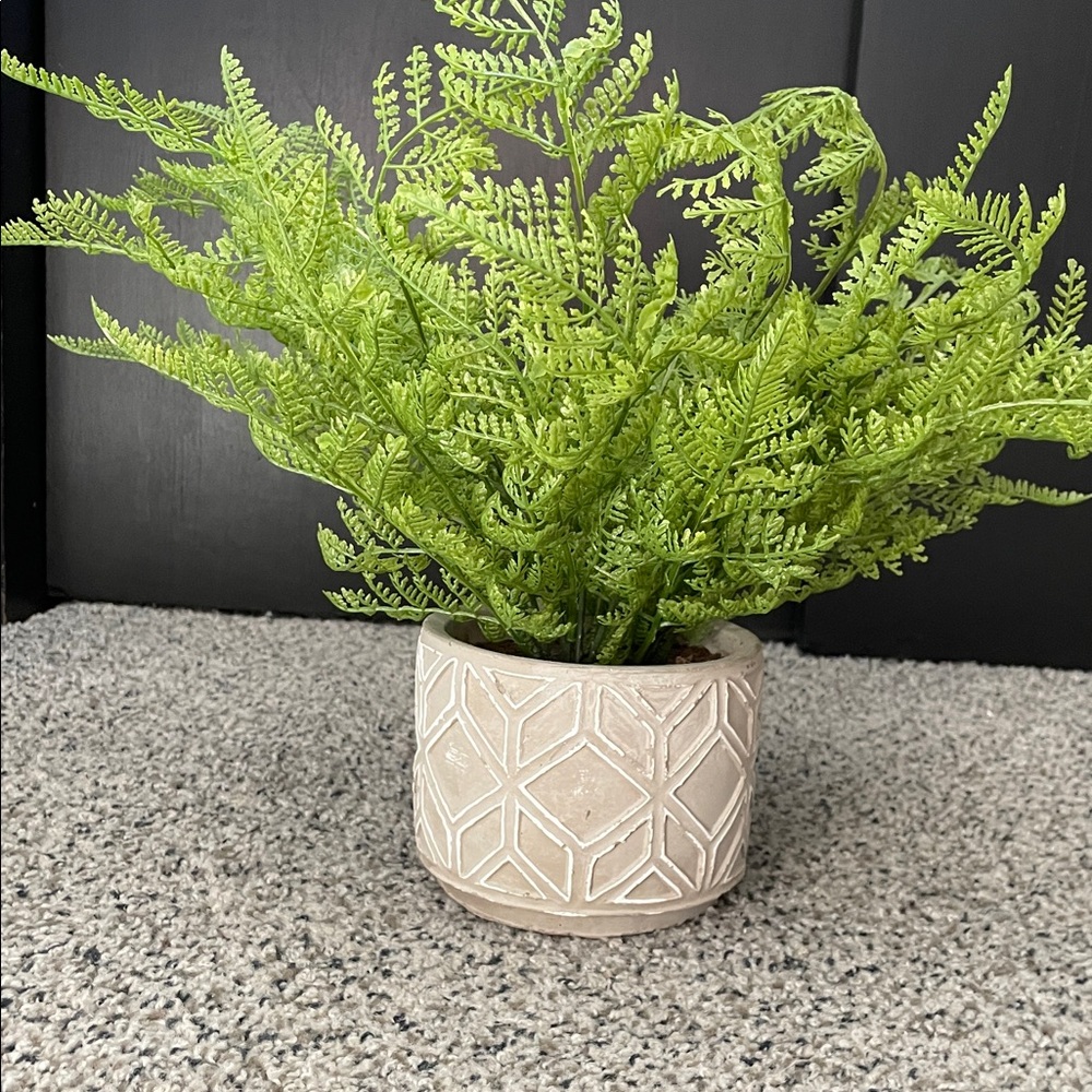 Lush Green Fern in Textured Cream Planter